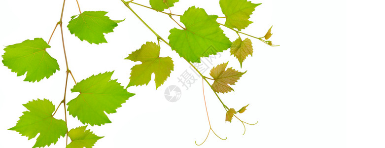 树枝和叶在白色背景上隔离文本空闲间宽幅照片高清图片