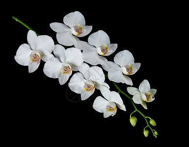 纯洁素雅蝴蝶兰含有白花和几颗蕾的朵兰枝和在黑色背景上分离的花蕾背景