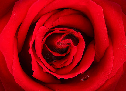 红玫瑰背景植物高清图片素材