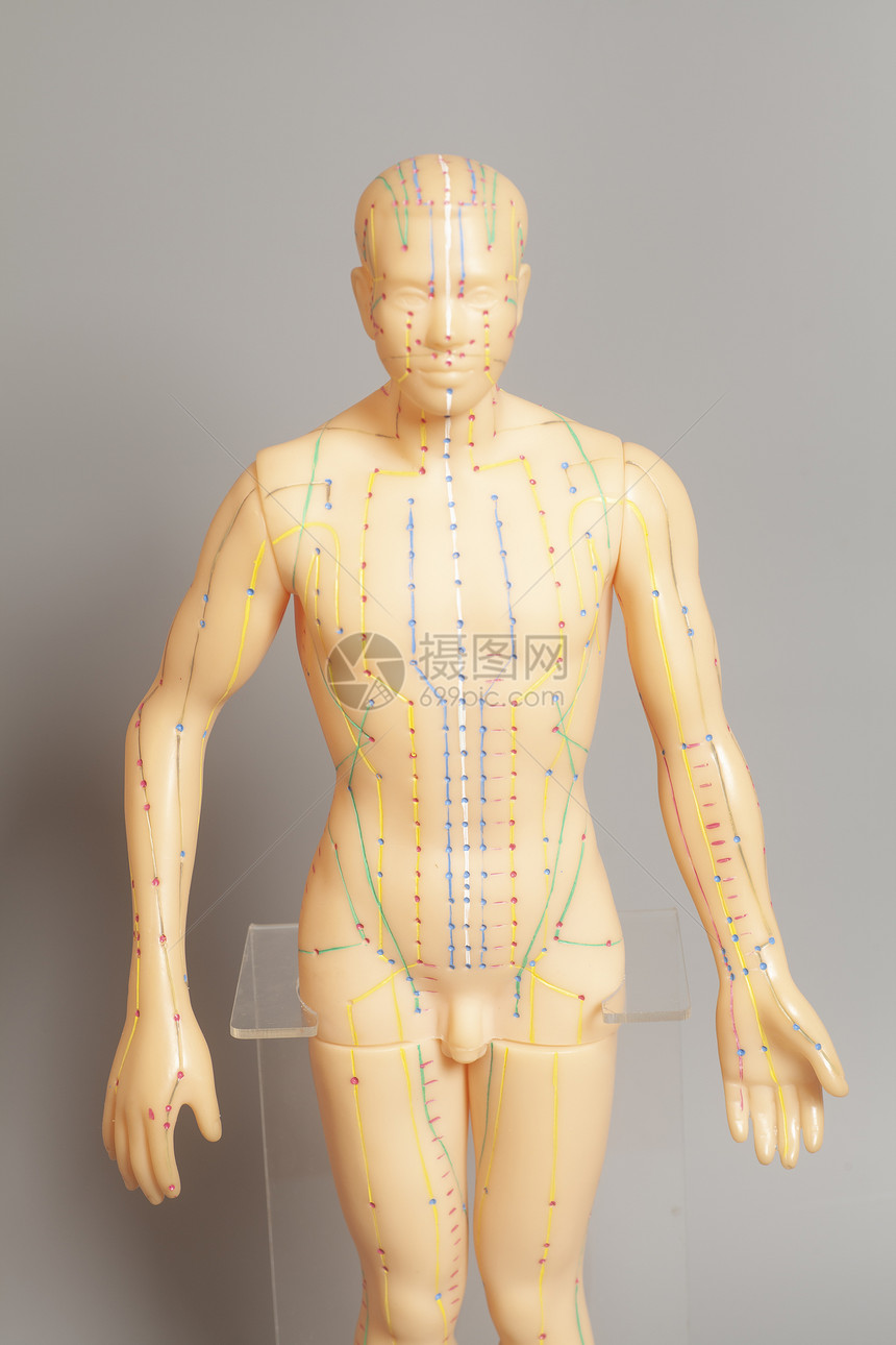 人体的医学针切模型图片