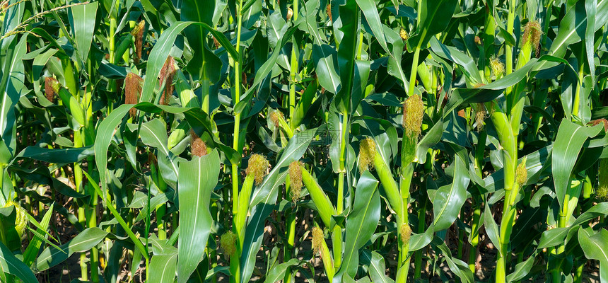 玉米田的种植农业地貌宽阔的照片图片