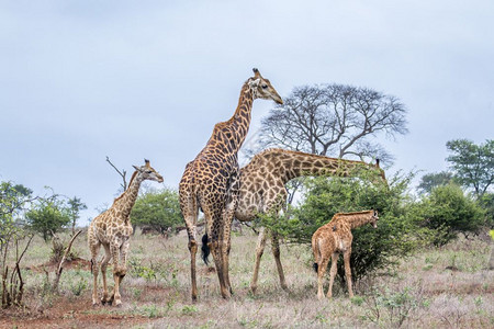 长颈鹿家族图片