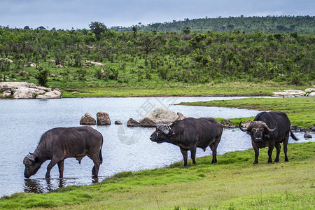 亚非水牛的家族背景图片