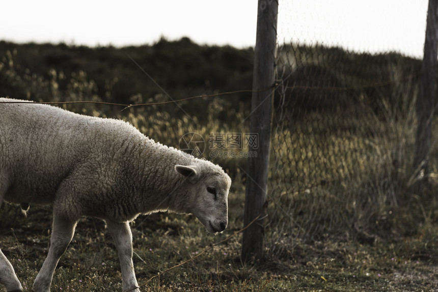 白羊和农场围栏羊从德国牧场锡尔特岛德意志北海图片