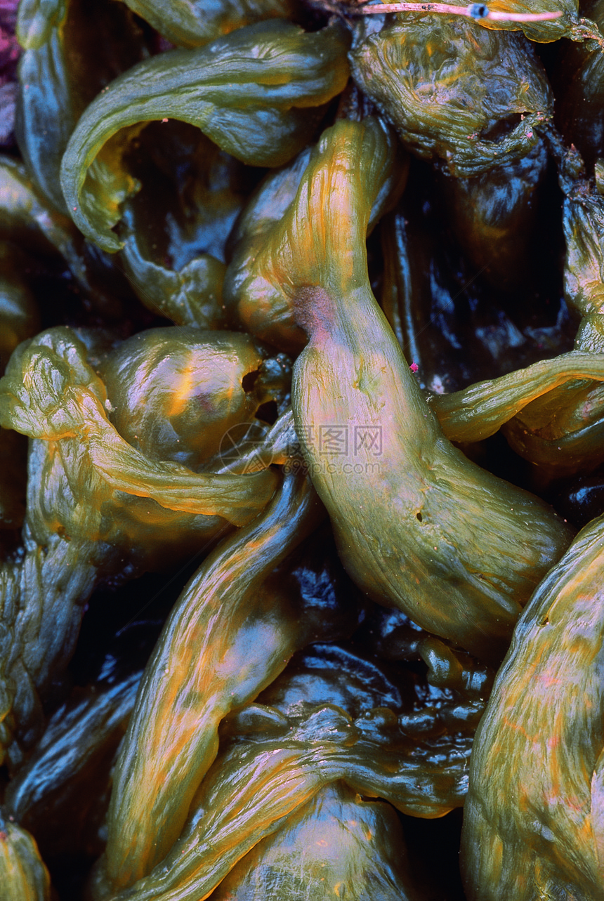 与海藻有关的鼻孔帕纳区马哈拉施特印地亚图片