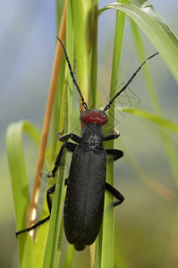 长角甲虫乌特朗琴印地亚图片