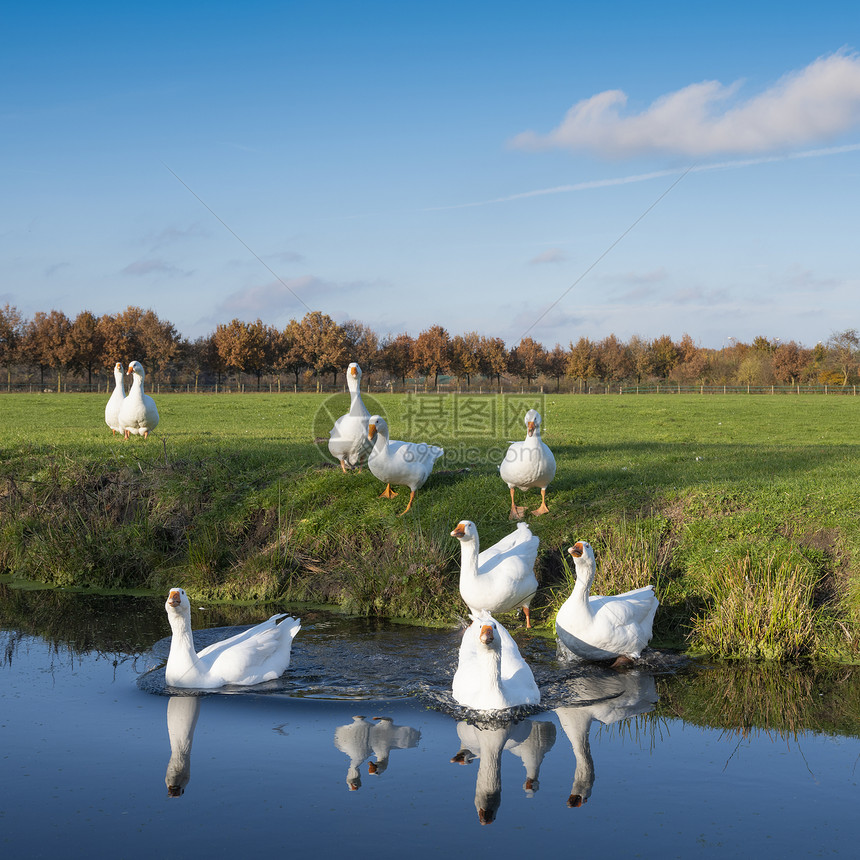 蓝天下绿草地上的白鹅和内地运河水中的反射图片
