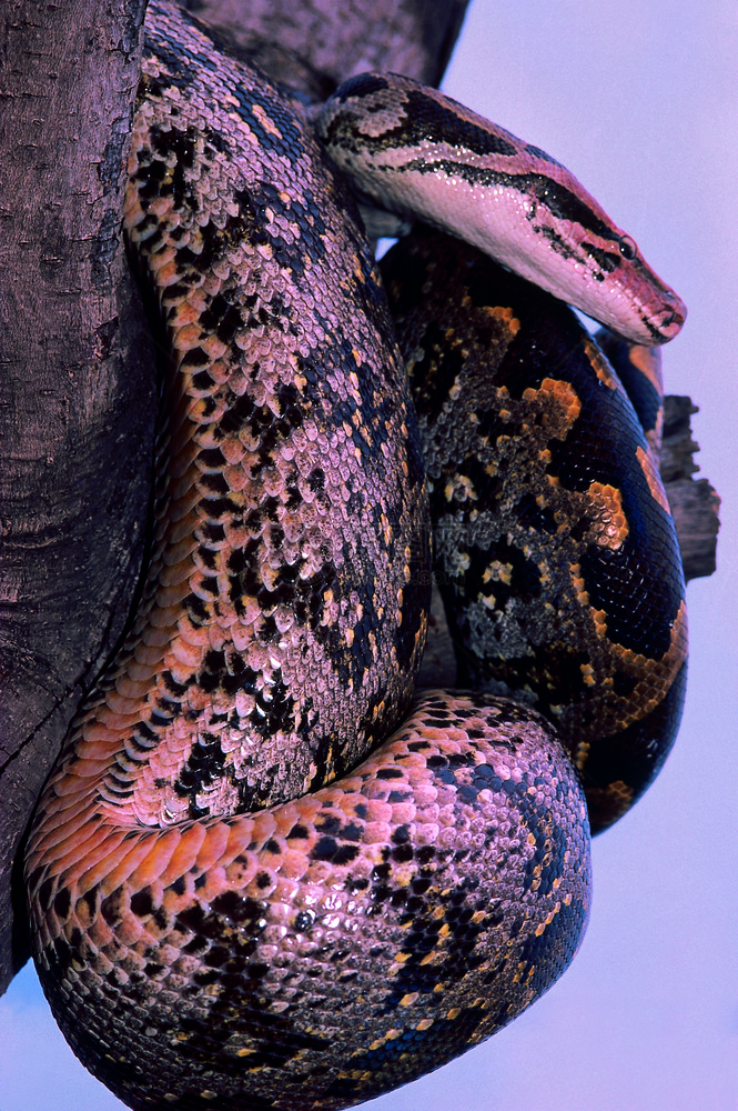 pythonmlusmlr印地安岩石python非毒物俘获的标本mahrstind图片