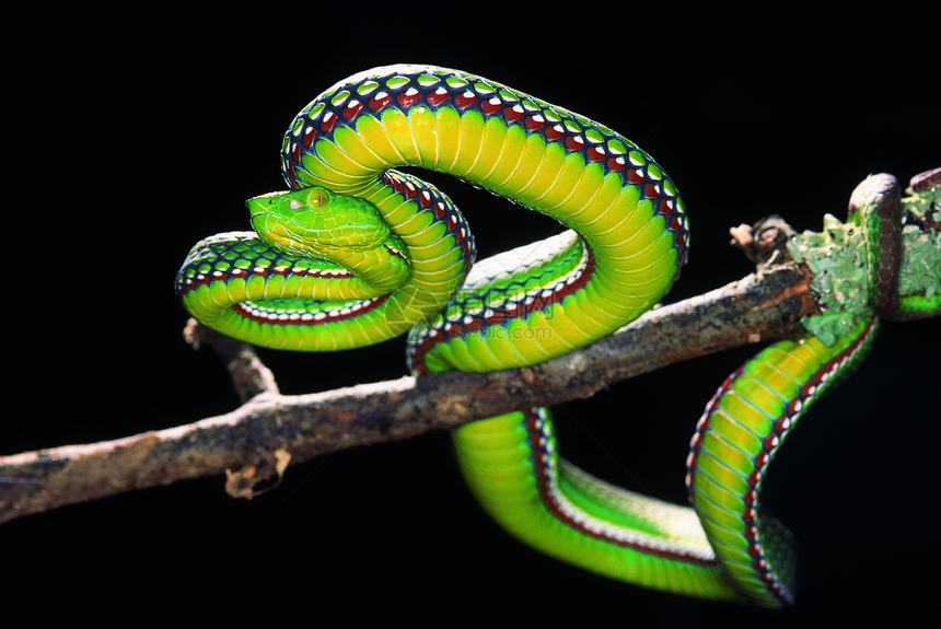 毒蛇很少见这的几张彩色照片之一图片