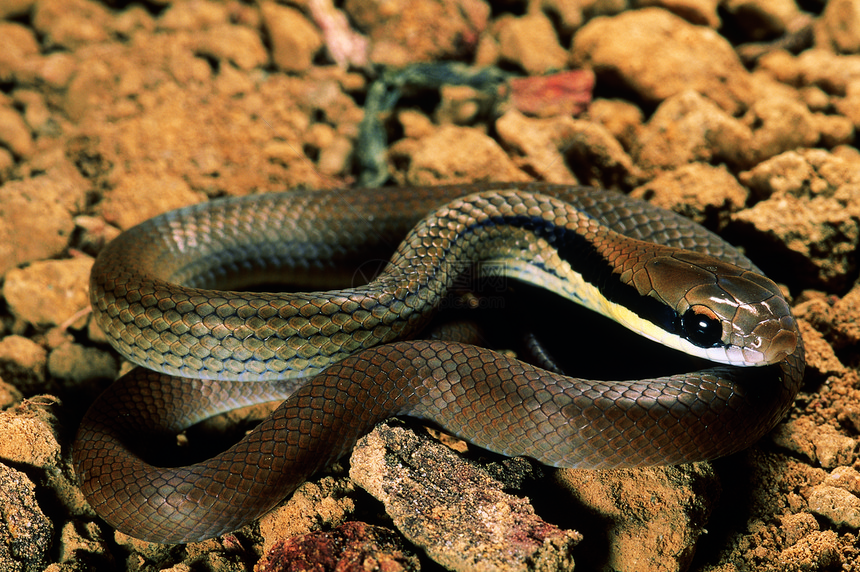 利奥佩蒂斯福雷纳图条纹蛇无毒肾上腺素印地亚图片
