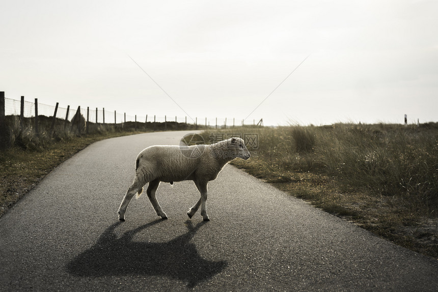 绵羊在一条公路上上行走图片