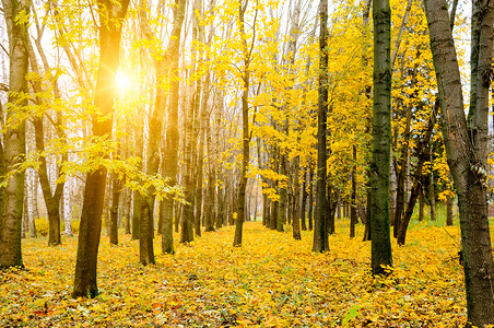 十月你好梦想秋天风景和阳光下美丽的有色树户外和大自然背景