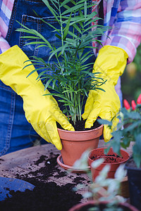 花盆和用于移植的物图片