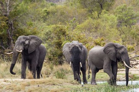 非洲的大象非洲家庭图片