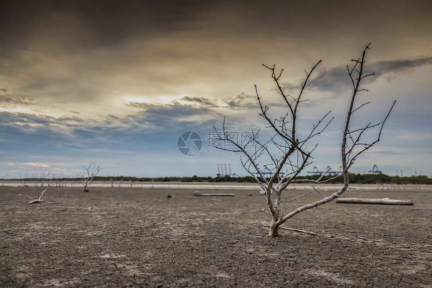 旱地上的庄树图片