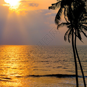 金色的日落笼罩在海洋上对着天空椰子树的暗影背景图片