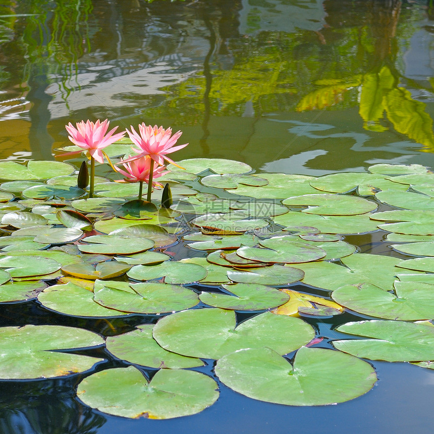 美丽的粉色莲花水厂与反射在一个池塘图片