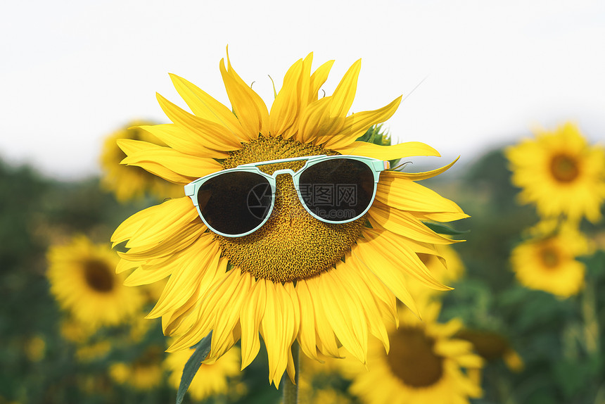 阳光灿烂的暑假背景阳光灿烂的夏天黄色花朵图片