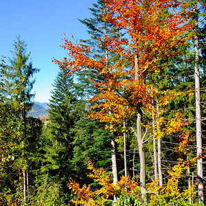 山地的秋天风景森林丰富多彩概念是旅行图片