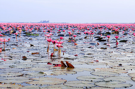 粉红莲花水百合在清晨光下全盛开纯洁和美丽的红莲花湖或海在无kumphawiudonthai塔伊兰背景图片