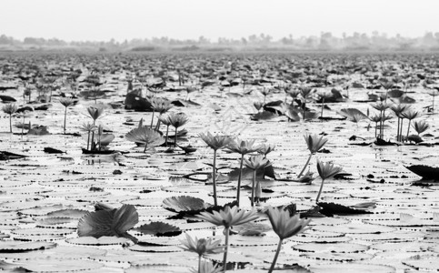 粉红莲花水百合在清晨光下全盛开纯洁和美丽的红莲花湖或海黑白的无海kumphawiudonthai背景图片