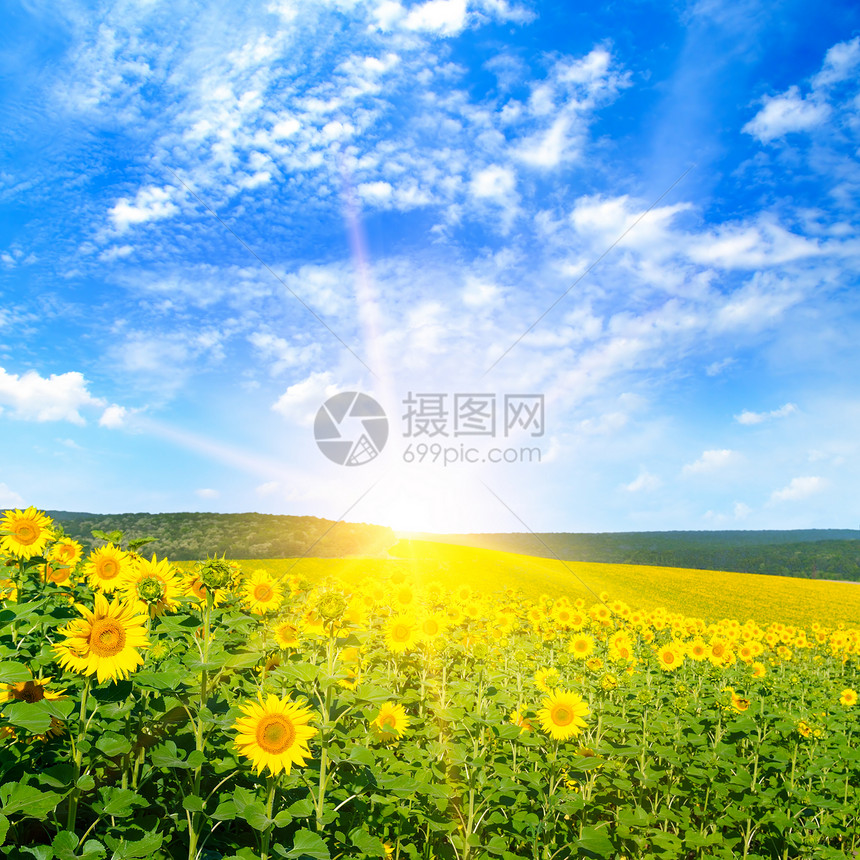 开阔的向日葵和出农业景观图片