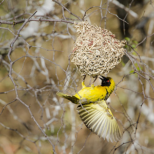 鸟筑巢Ploceida的ulats家庭非洲南部Kruge公园的村庄编织背景