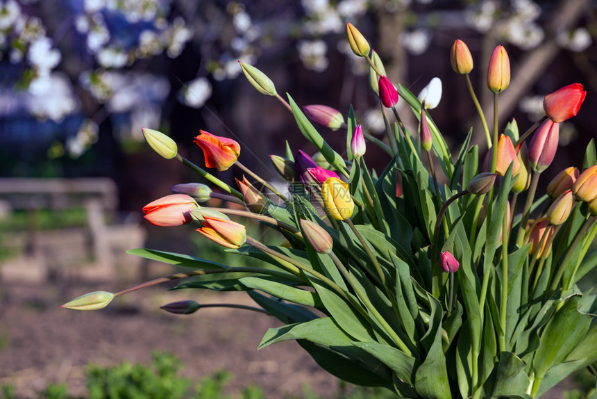 日落时花园的旧罐子里盛的花束多彩郁金香春天和园艺图片