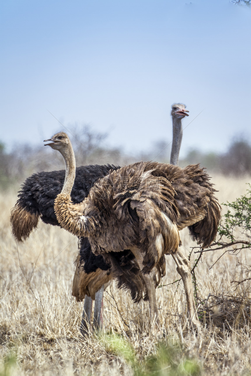 位于非洲南部Kruge公园的Africanostrich图片