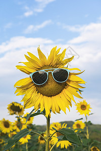 摘夏日葵盛开的日葵花朵有太阳眼镜在向日葵田里阳光灿烂的夏日热度概念快乐的暑假黄花户外背景