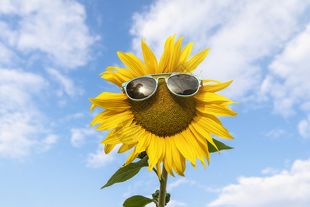摘夏日葵蓝色的夏日天空单朵黄色的花墨镜暑假快乐的可爱日葵背景