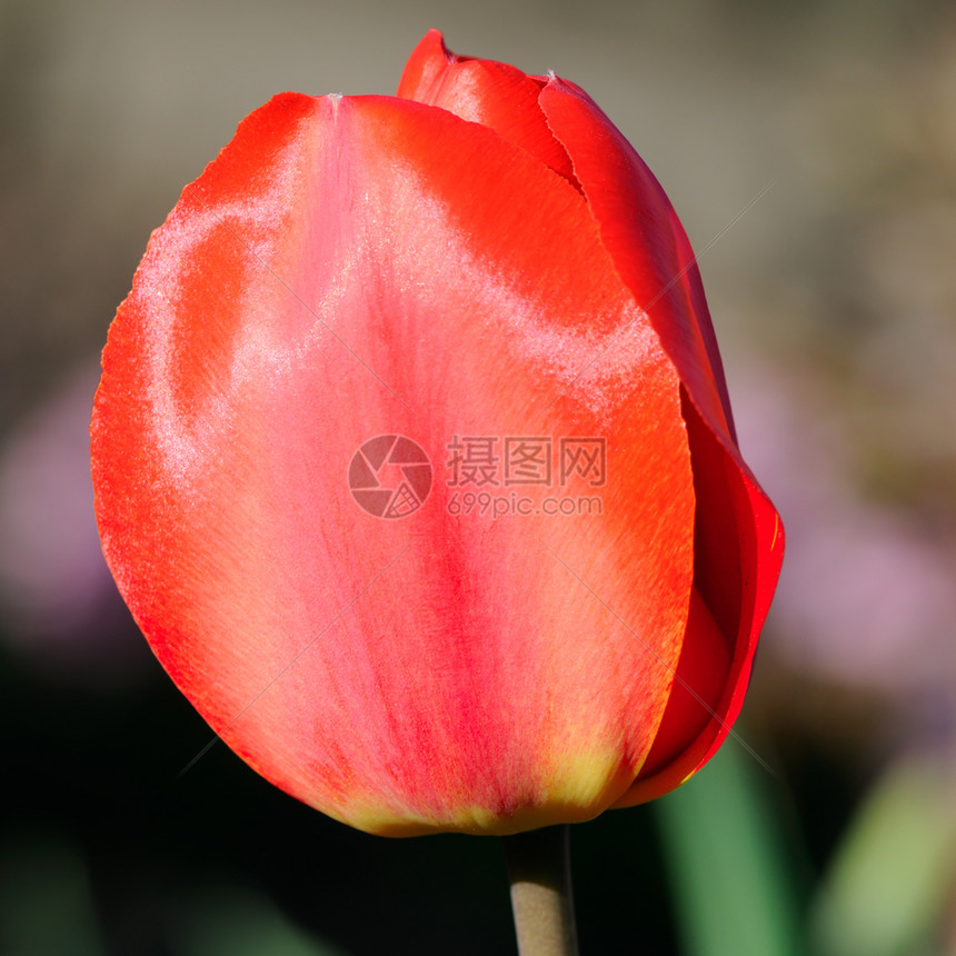 红色郁金香花在春天背景中盛开图片