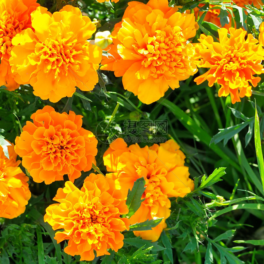 夏天花园的黄色菊美丽的背景图片