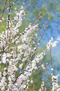 在春绿和蓝天空的背景下春樱花的枝和白图片