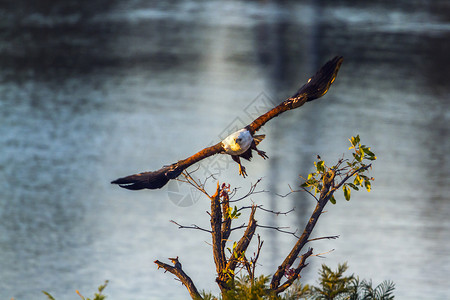 位于非洲南部Kruge公园的非洲鱼鹰高清图片