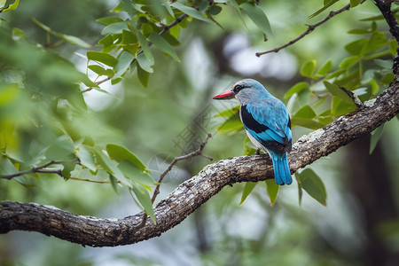非洲南部Kruge公园的翠鸟背景图片