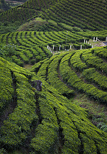 茶叶种植穆纳尔卡拉因迪亚高清图片