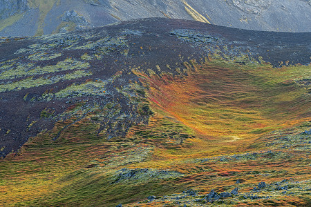 岩山冰地的叶子图片