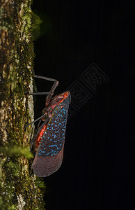 灯笼虫安波利印地语图片