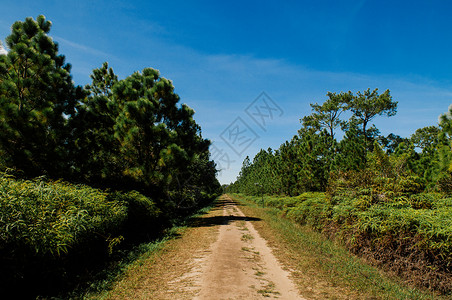 灵乌路空清晨PhuKradeng公园LoueiThalnd的松树林和空自然小路背景