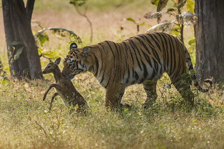 老虎和鹿头 豹形老虎塔多巴印地亚图片