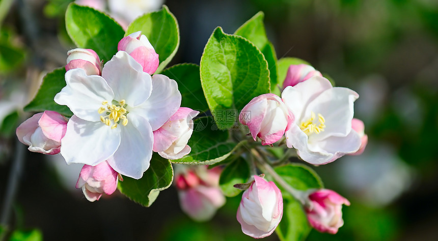 苹果树的花朵浅田地专注于前方的花朵图片