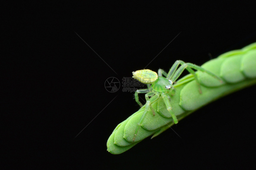 印度马哈拉施特拉邦萨塔拉地区的蟹蛛ebrechtellasp图片