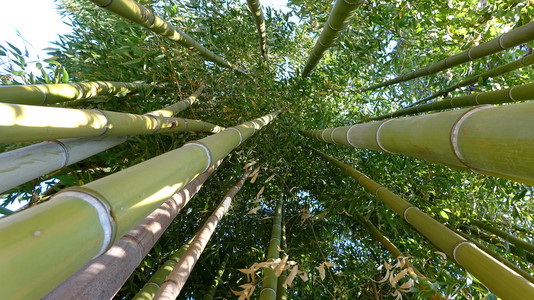 竹林天然绿色背景背景图片