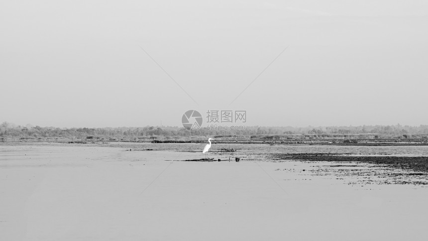 白埃格雷特鸟类捕鱼站立在乌东塔尼泰王国LaudslkenogHar的莲花湖水栽种灌木上图片