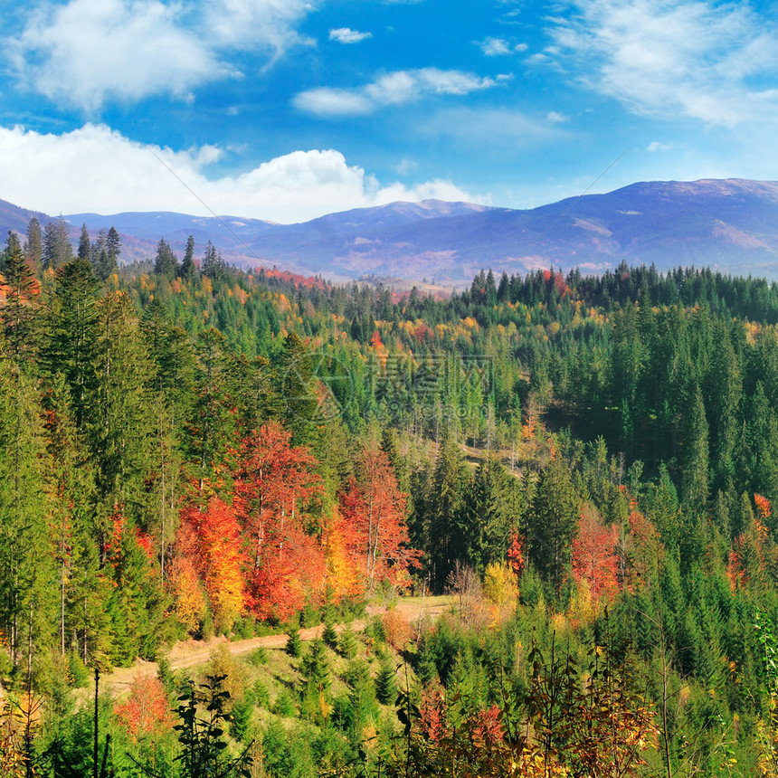 在山上秋天坡多彩的森林图片
