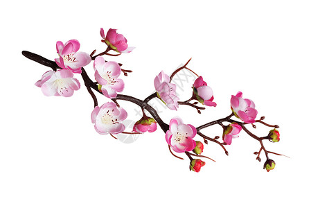 花朵粉红的樱人工枝白底孤立于图片
