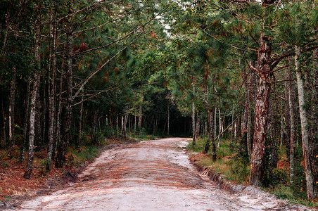 灵乌路空清晨PhuKradeng公园LoueiThalnd的松树林和空自然小路背景