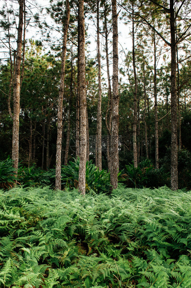 热带森林植物壁纸phuKradeng公园loeithalnd图片