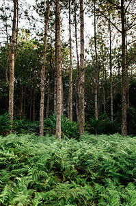 杜海涛壁纸热带森林植物壁纸phuKradeng公园loeithalnd背景